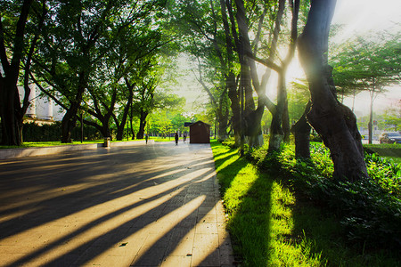 树林光影摄影照片_公园园林光影光线斜照摄影图配图