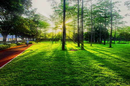 园林树林光影光线阳光摄影图配图