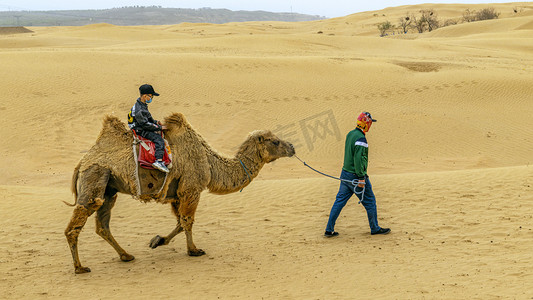 骆驼沙漠上午骆驼春季素材摄影图配图