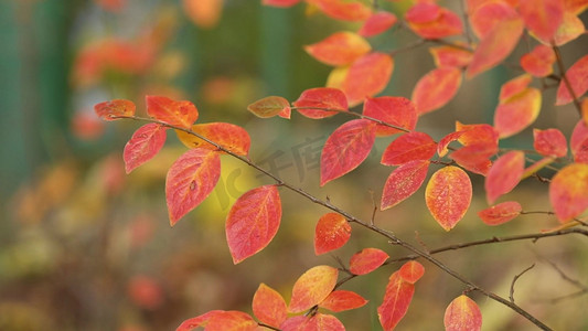 秋季风吹红色枫叶高清