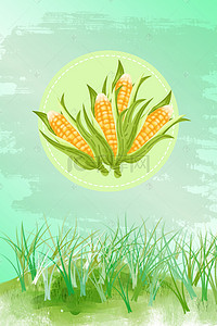 玉米背景图片_新鲜玉米海报背景