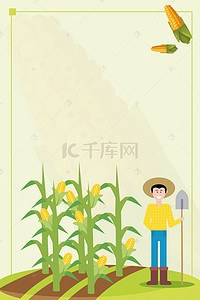 有机玉米背景素材