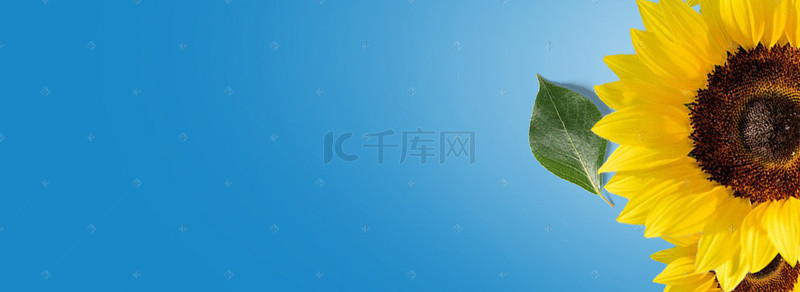 九月你好秋季背景图片_九月你好秋季向日葵背景Banner