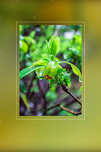 雨水绿色小清新中国传统节气广告海报