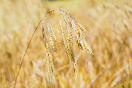 麦子白天麦穗麦田生长摄影图配图
