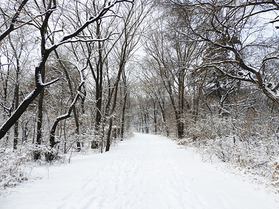 北方寒冷摄影照片_东北沈阳冬天冬至森林雪景下雪摄影图摄影图配图