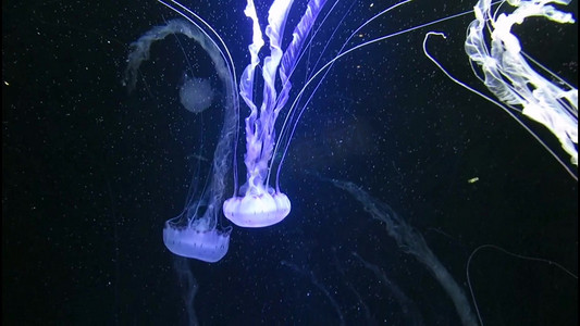 水下荧光水母游动高清实拍
