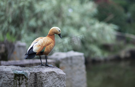 站在石头上的鸭子下午鸭子公园无摄影图配图