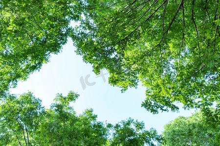 树林植物摄影照片_树林阳光树梢森林仰拍摄影图配图