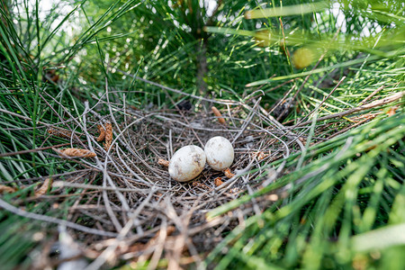 夏季小满摄影照片_夏天风光午后鸟巢里的鸟蛋户外孵化孕育生命摄影图配图