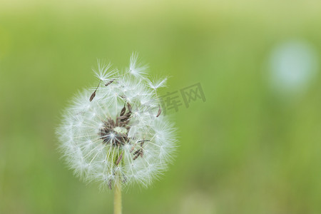 绿色清新小摄影照片_春天植物白天蒲公英室外特写摄影图配图