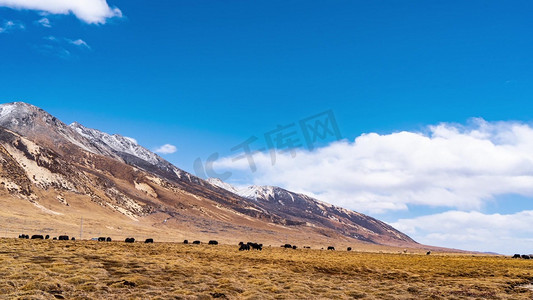 川西高原牦牛放牧自由吃草祖国山河祖国风光蓝天风景