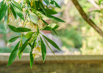 夏日午后园林花枝植物景观摄影图配图