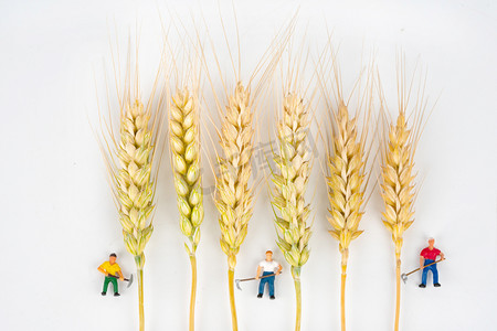 芒种夏至夏季麦穗和小人室外收割小麦摄影图配图