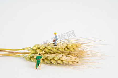 芒种夏至夏季麦穗和小人室外打理麦穗摄影图配图