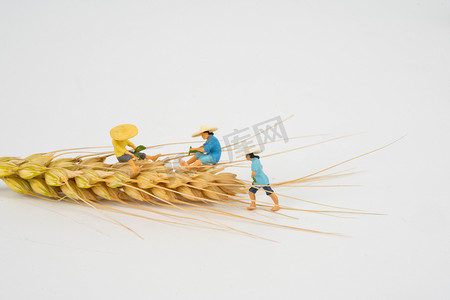 芒种小人白天小人和麦穗田间整理麦穗摄影图配图