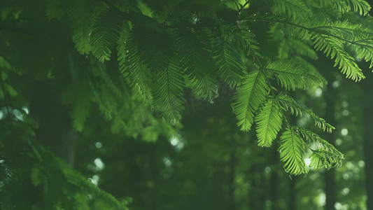 简约清新绿植清新摄影照片_夏日通透阳光光晕绿植