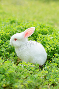 动物下午兔子草地发呆摄影图配图