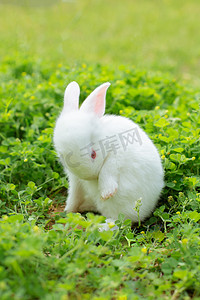 可爱萌宠兔子摄影照片_动物下午兔子草地洗脸摄影图配图
