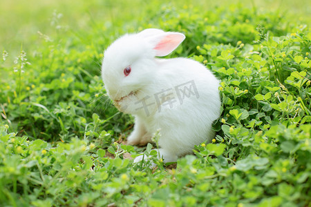 可爱萌宠兔子摄影照片_动物夏天小白兔草地洗脸摄影图配图
