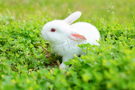 动物午后小白兔户外可爱摄影图配图
