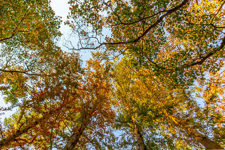 秋天清晨树park旅游摄影图配图