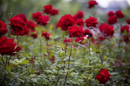 玫瑰花带刺摄影照片_红色月季下午月季花园绽放摄影图配图