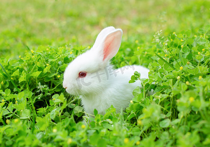 动物午后小白兔草地吃草摄影图配图