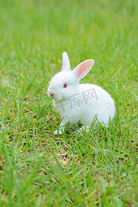 动物夏天兔子草地发呆摄影图配图