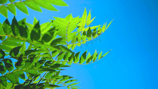 风树叶风摄影照片_唯美实拍风中摇摆的绿色树叶