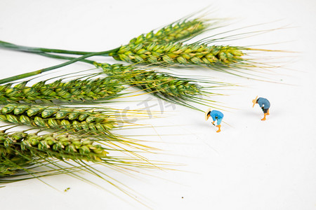 农业白天麦穗小人户外农作物摄影图配图