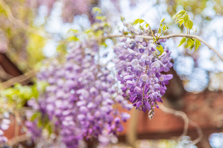 夏天花朵花卉紫藤萝盛开摄影图配图