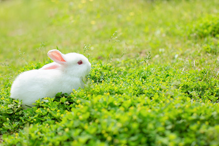 宠物兔子摄影照片_萌宠午后兔子草地觅食摄影图配图