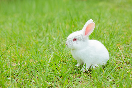 动物夏天小白兔草地发呆摄影图配图