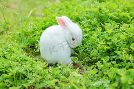 动物午后小白兔草地扭头摄影图配图