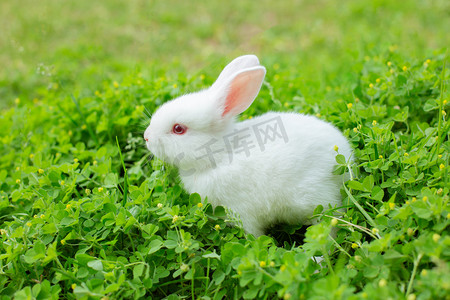 可爱萌宠兔子摄影照片_动物夏天兔子田野发呆摄影图配图