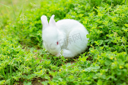 动物下午兔子草地吃草摄影图配图