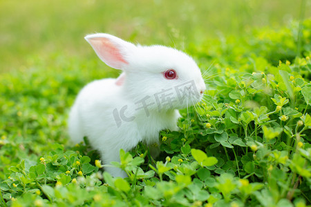动物午后小白兔草地觅食摄影图配图