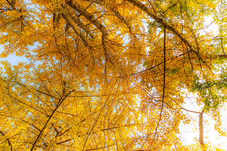 枫叶秋天树park旅游摄影图配图