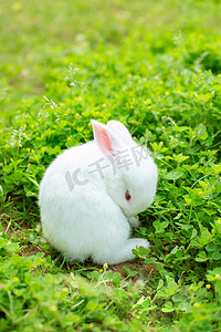 可爱萌宠兔子摄影照片_动物午后小白兔草地洗澡摄影图配图