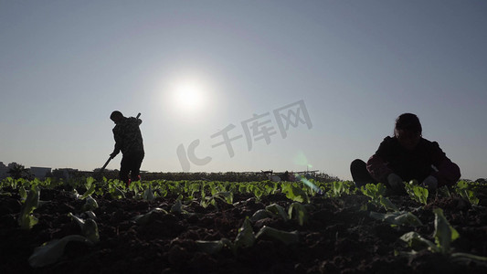 农田里栽菜的阿姨与耙地的叔叔