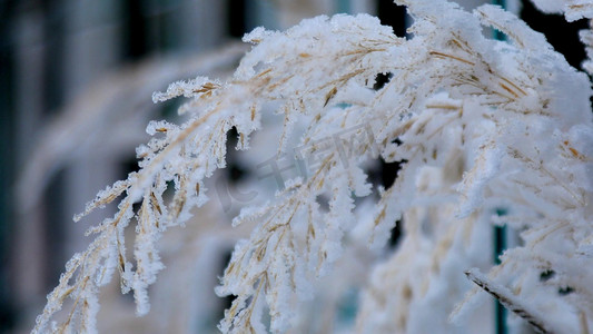 冬天唯美特写雪挂在树枝镜头