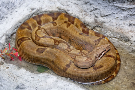 动物园一条巨长的花斑大蛇摄影图配图