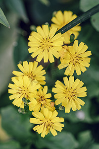 锡纸黄花鱼摄影照片_绿化植物清新黄色小花摄影图配图