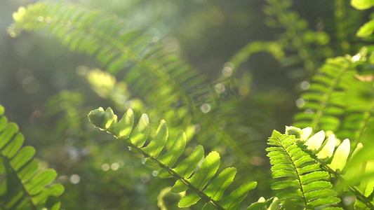 实拍唯美阳光照射下绿色植物