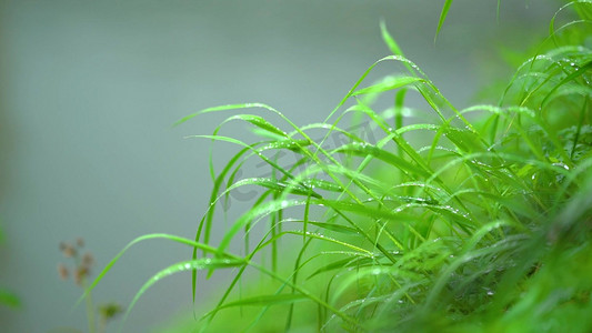 小清新唯美摄影照片_唯美清新雨天雨后植物小草上的露珠风景意境