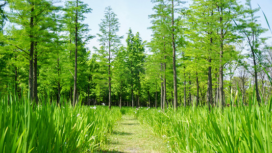 米黄色自然风景摄影照片_森林自然夏日树林植物树荫摄影图配图