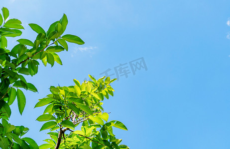 蓝天夏日清新植物绿叶摄影图配图