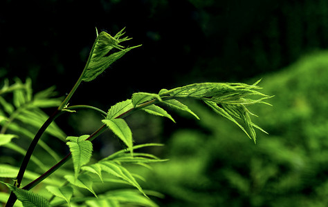碳中和背景摄影照片_树木新芽上午树枝夏季素材摄影图配图