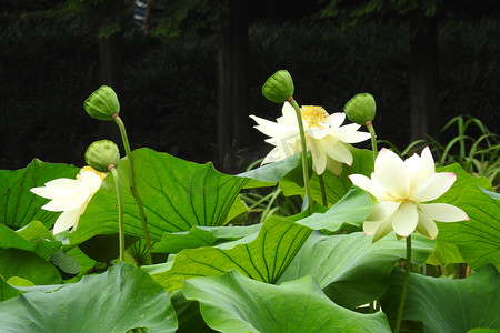 夏至摄影照片_西湖夏天立夏荷花莲藕荷花特写摄影图摄影图配图